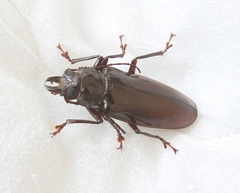 Stenodontes exsertus