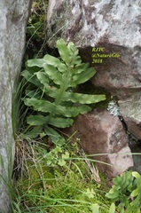 Phlebodium pseudoaureum