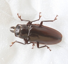 Stenodontes exsertus