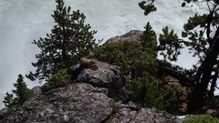 Marmota