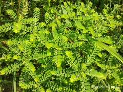 Phyllanthus urinaria