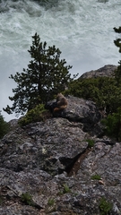 Marmota