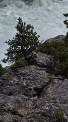 Marmota
