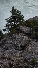 Marmota