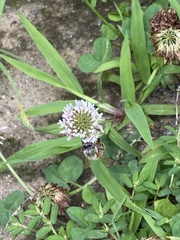 Apis mellifera