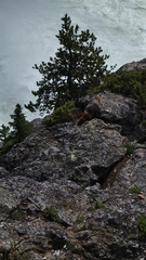 Marmota