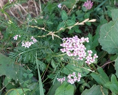 Achillea roseo-alba