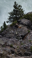 Marmota