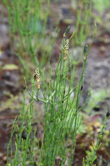 Equisetum palustre