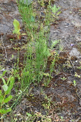 Equisetum palustre