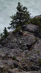 Marmota