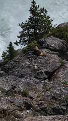 Marmota