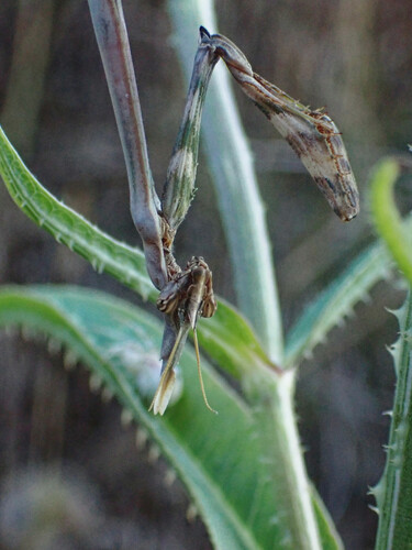 Mediterranean Conehead Mantis photo 4