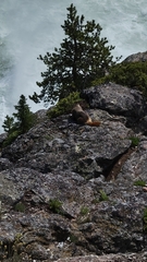 Marmota