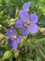 Geranium pratense