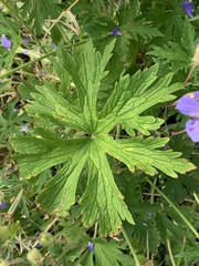 Geranium pratense