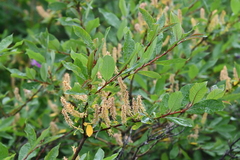 Salix hastata
