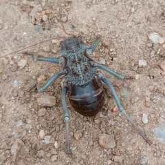 Eugasteroides loricatus