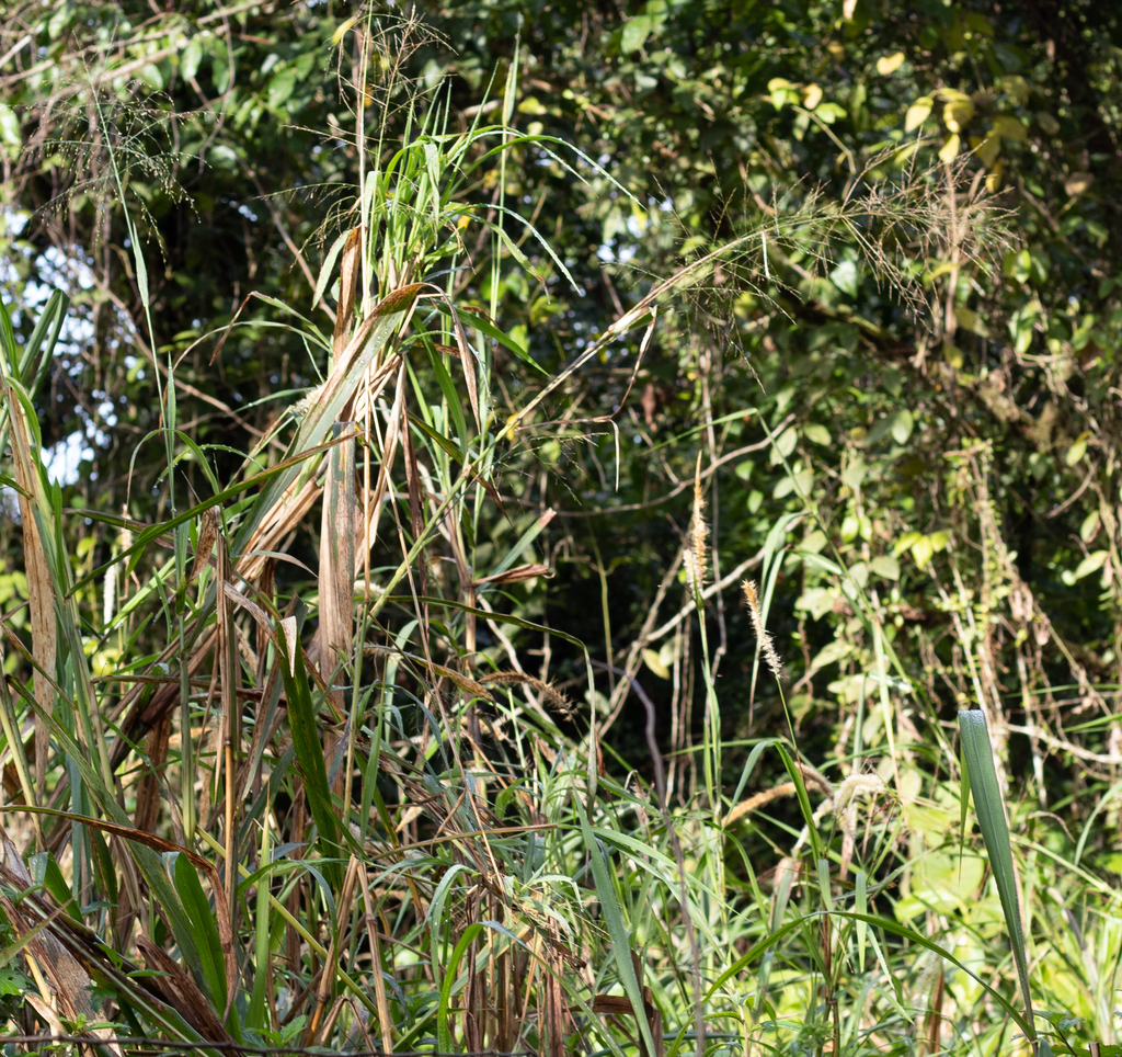 guinea grass from Balneário Garça Vermelha, Peruíbe - SP, 11750-000 ...