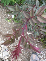 Rosa glauca