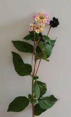 Lantana