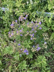 Geranium pratense