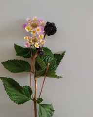 Lantana