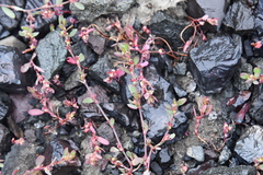 Polygonum humifusum