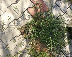 Dactyloctenium aegyptium