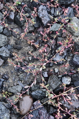 Polygonum humifusum