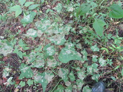 Leucoptera erythrinella