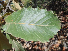 Quercus resinosa