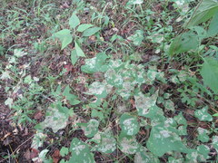 Leucoptera erythrinella