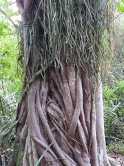 Ficus luschnathiana