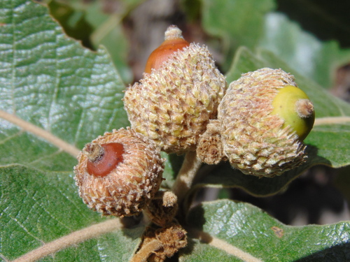 Quercus resinosa