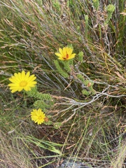 Ursinia quinquepartita