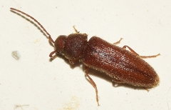 Anelastidius feisthameli
