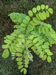 Robinia pseudoacacia