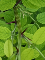 Robinia pseudoacacia