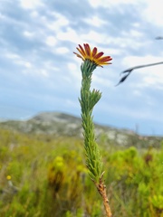 Ursinia quinquepartita