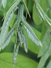 Robinia pseudoacacia