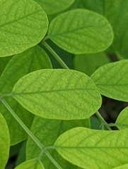 Robinia pseudoacacia