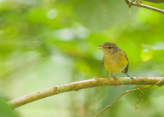 Vireo latimeri