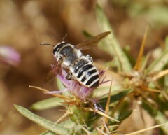 Megachile albisecta