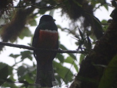 Trogon collaris