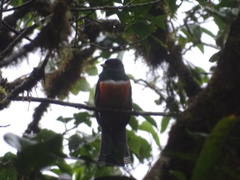Trogon collaris