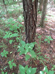 Salvia chapmanii