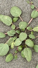 Abronia umbellata breviflora