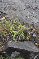 Arnica angustifolia iljinii