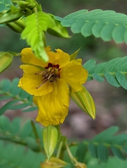 Chamaecrista fasciculata